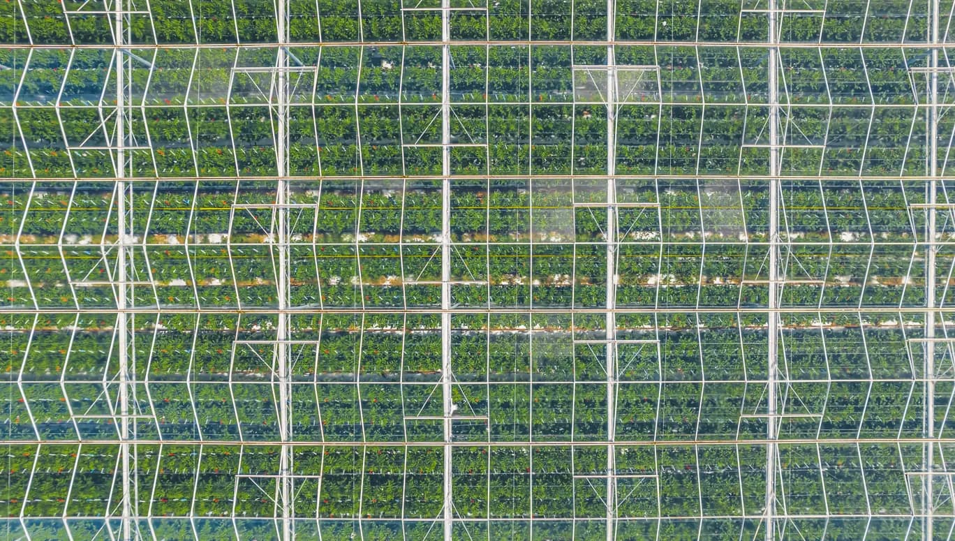 Huge field of green glasshouses with transparent ceiling shot above by drone in Netherlands. High quality photo
