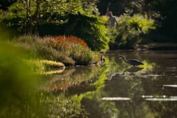Birds in the water in Heempark of Amstelveen.