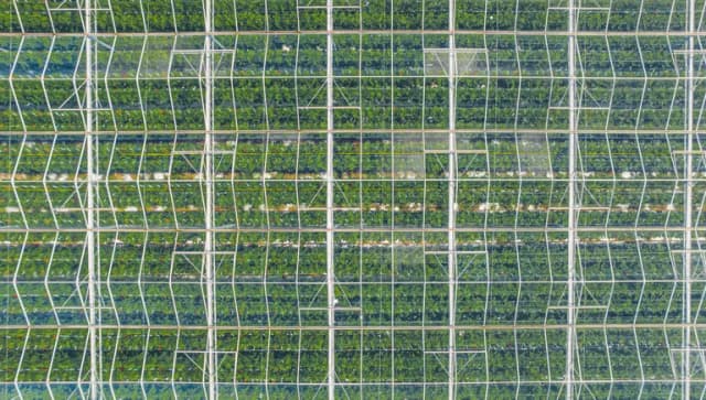 Huge field of green glasshouses with transparent ceiling shot above by drone in Netherlands. High quality photo