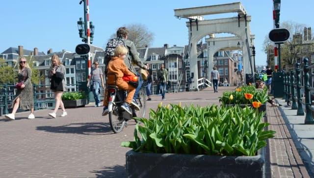 Guys walking on the Magere bridge in spring with tulips