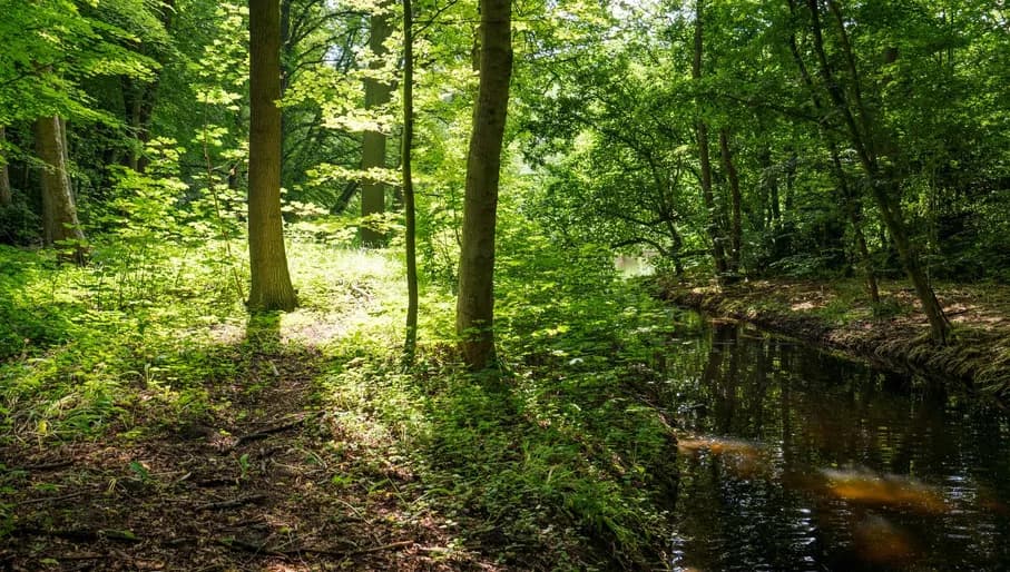 The sun shines through the trees in the Amsterdamse Bos