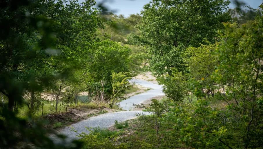Forest in Nationaal Park Zuid-Kennemerland