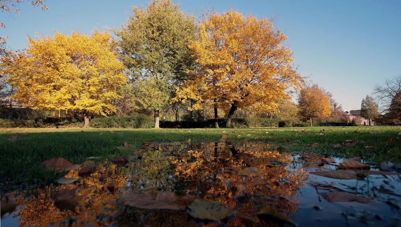 Westerpark during fall.